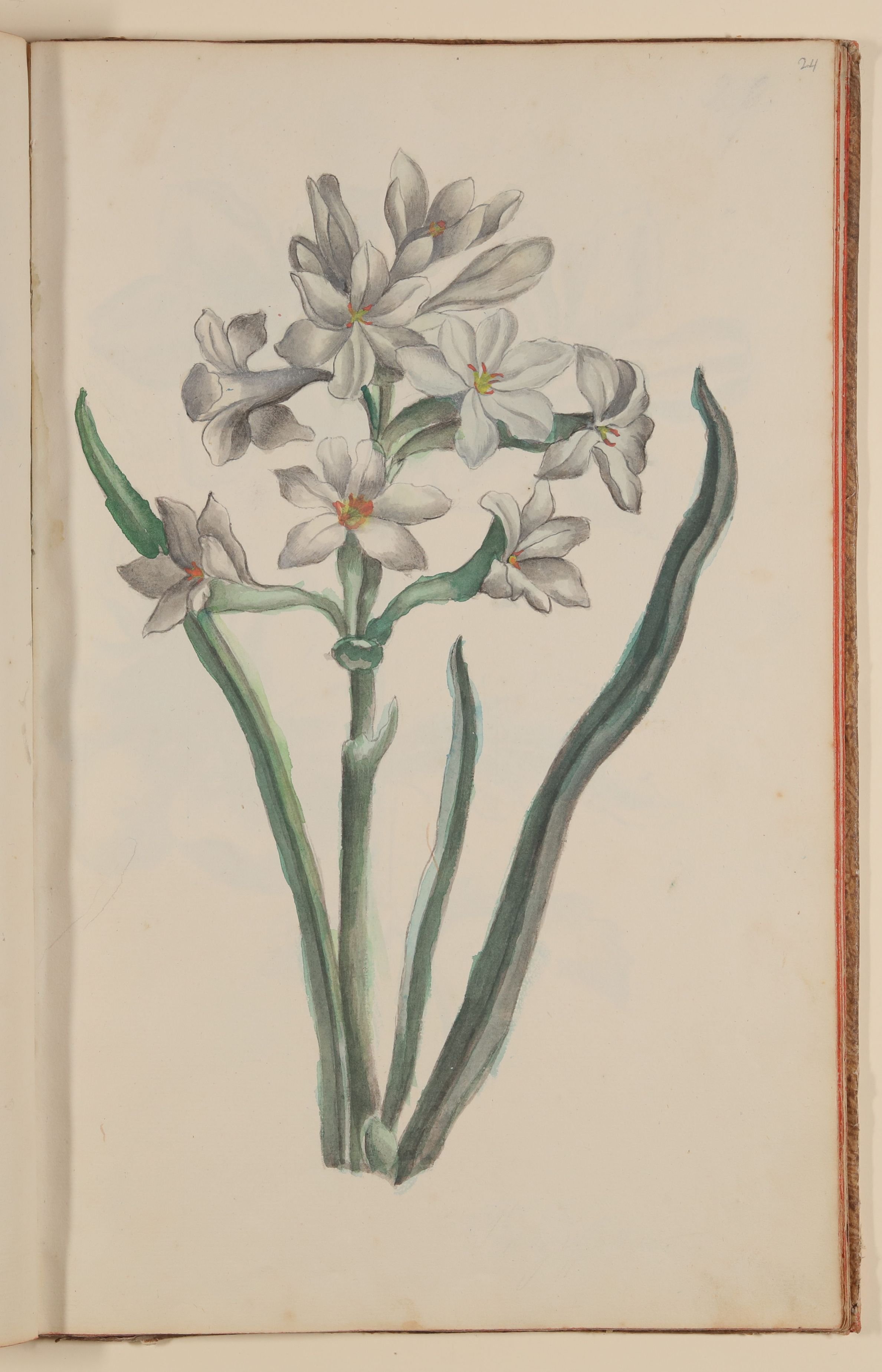 Marianne Franziska Seiffert von Klettenberg, Narzisse [aus einem Skizzenbuch der Marianne Franziska Seiffert von Klettenberg]