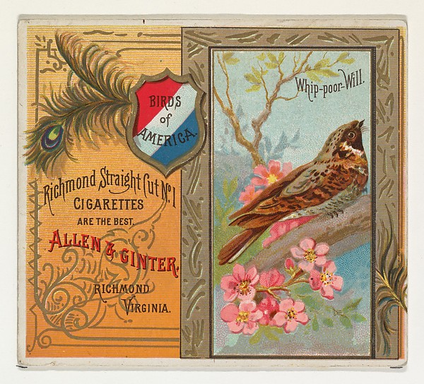 Allen & Ginter, Whip-poor Will, from the Birds of America series (N37) for Allen & Ginter Cigarettes