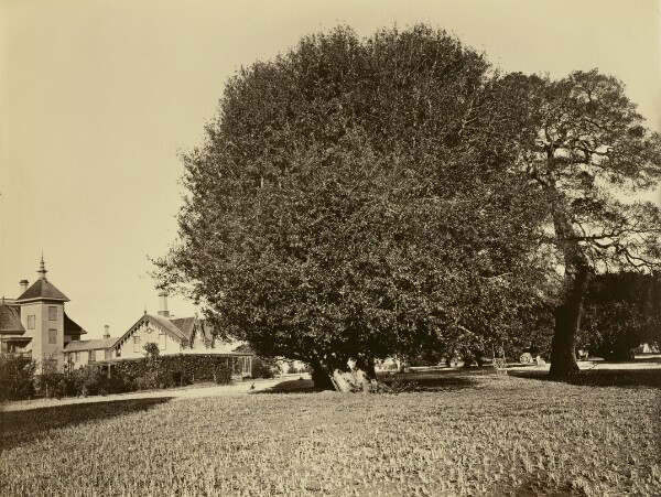 Carleton Watkins, [Residence of Mr. Howard, San Mateo, California, with Olive Tree]