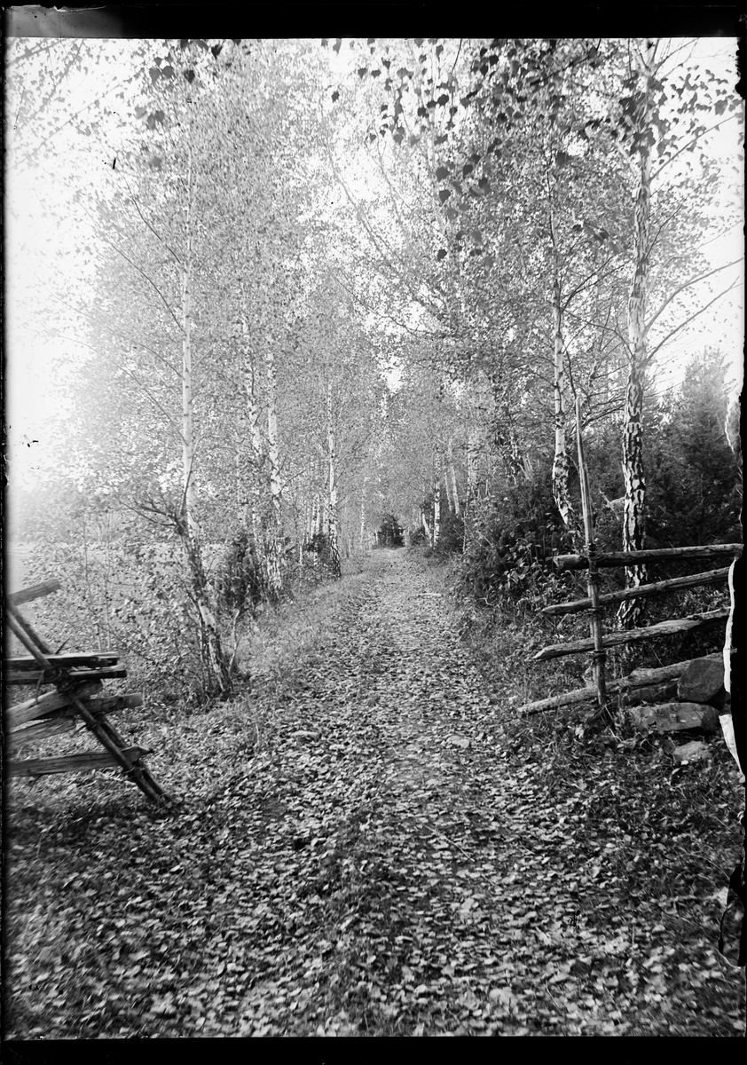 Skötsner-Edhlund, Road full of leaves, Sweden