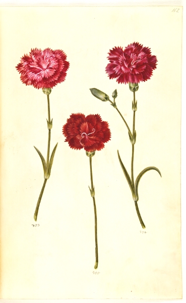 Hans Simon Holtzbecker, Dianthus caryophyllus (have-nellike)