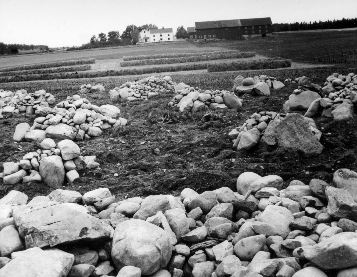 Anno Domkirkeodden, Dyri gard i Løten. Nydyrking, stein røyset opp i hager. Høyhesjer og garden i bakgrunnen.