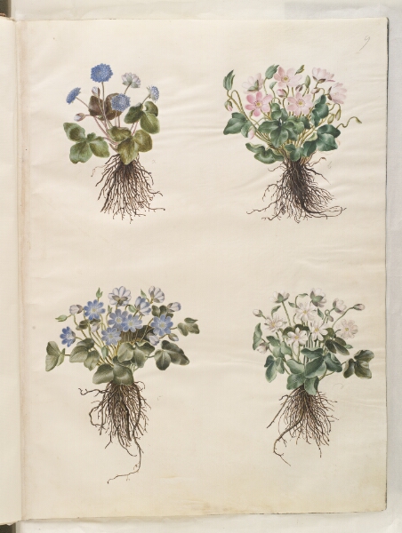 Hans Simon Holtzbecker, Anemone hepatica (blå anemone)
