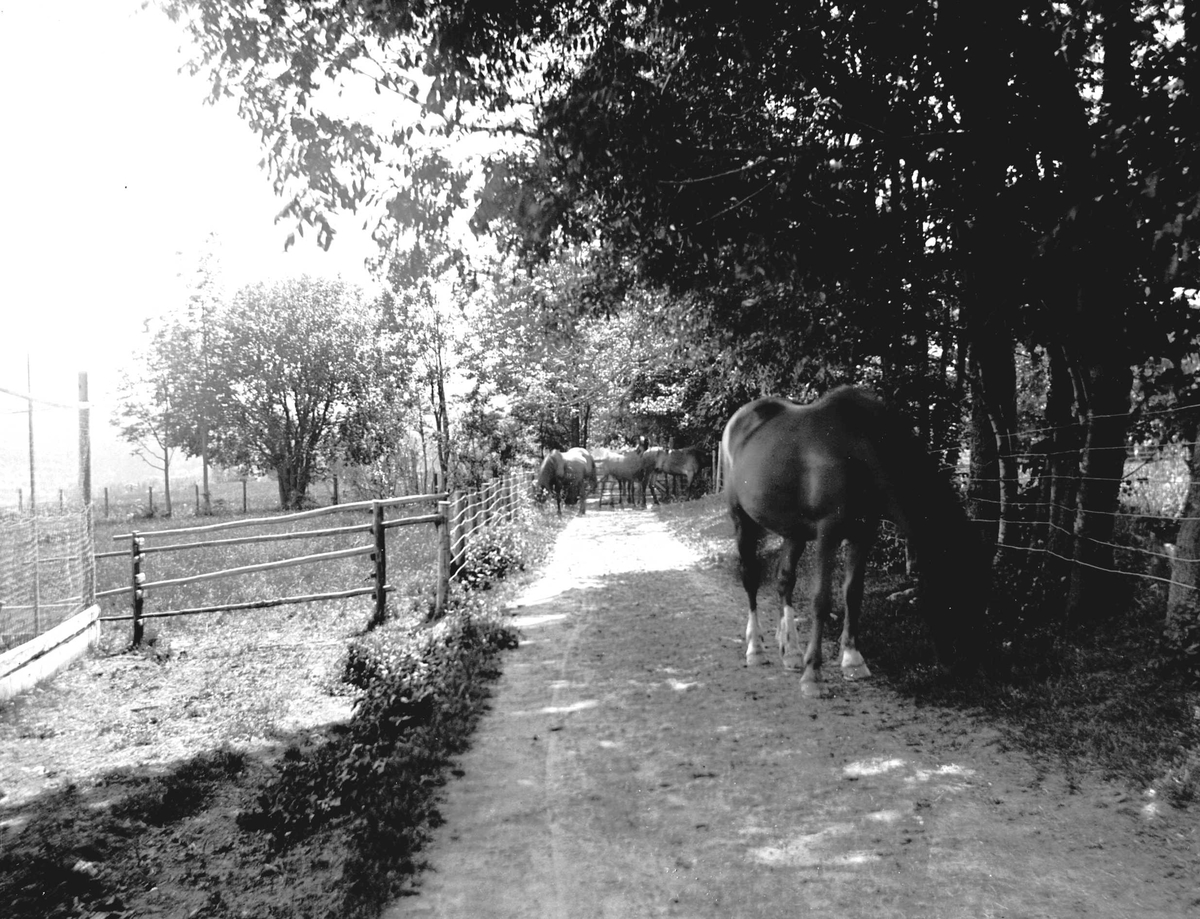 Juliane Fredrikke Langberg, Hurum prestegård (ant.) med hesteflokk beitende på vei mellom inngjerdet beitemark. Fotografens svoger, Olaf A. Holm var sokneprest i Hurum 1897-1904. Fra malerinne Juliane Fredrikke Langbergs (1856-1930) samling, tatt ca.1895-1910 med motivkrets slekt og venner samt steder tilknyttet samvær med di…