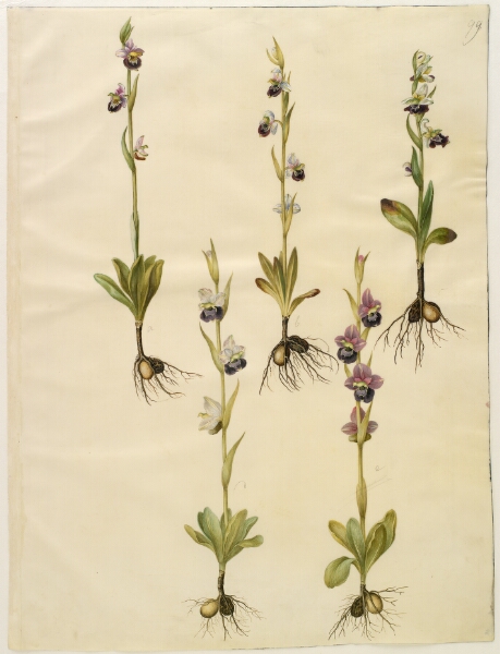 Hans Simon Holtzbecker, Ophrys fuciflora (drone-flueblomst)