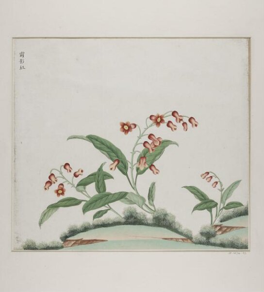 Unknown, xiang ying hong