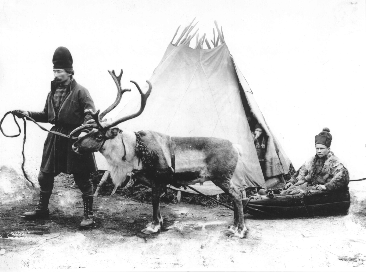 Axel Lindahl, Mann og reinsdyr med pulk En person sitter i pulken. I bakgrunnen Et telt med et barn åpningen. Jämtland antagelig 1890-årene.