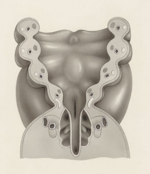 J Tinkelenberg, Specimen of the embryological head