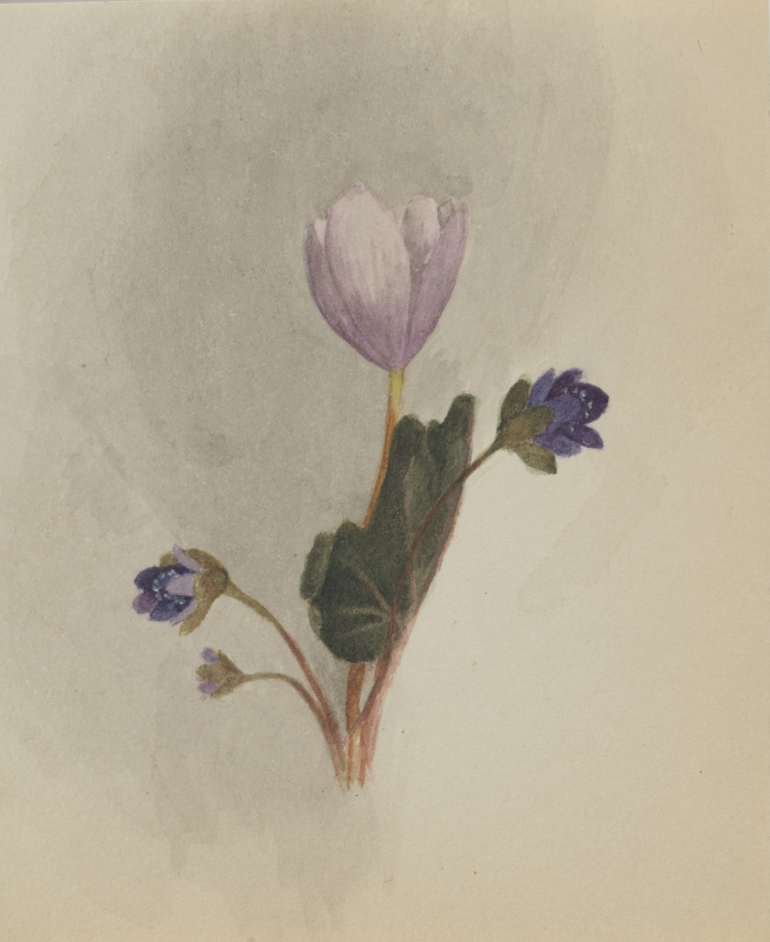 Mary Vaux Walcott, (Untitled--Flower Study)
