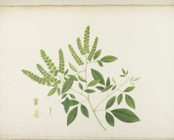 unknown, Flowers and Fruits