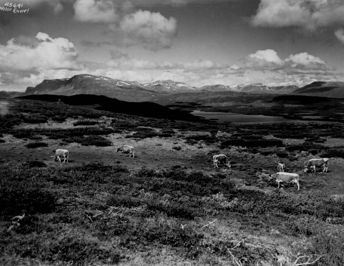 Anders Beer Wilse, Landskap, Skogshorn, Oset, Tisleiafjorden, Hemsedal, husdyehold.