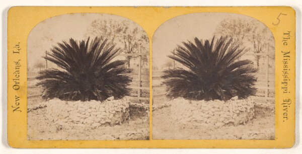 Unknown, Sago Palm. [The Mississippi River. New Orleans, Louisiana.]