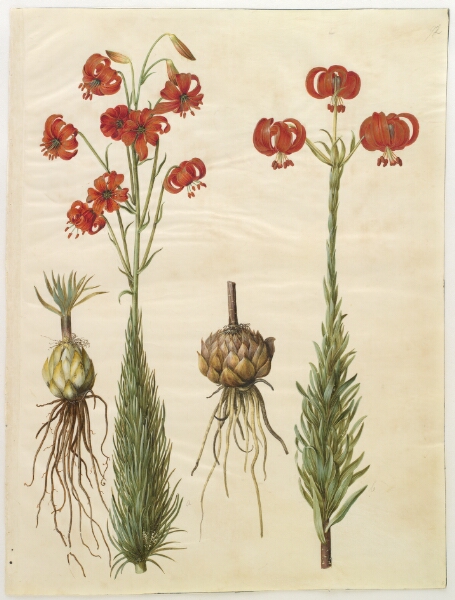Hans Simon Holtzbecker, Lilium chalcedonicum (rød turbanlilje)