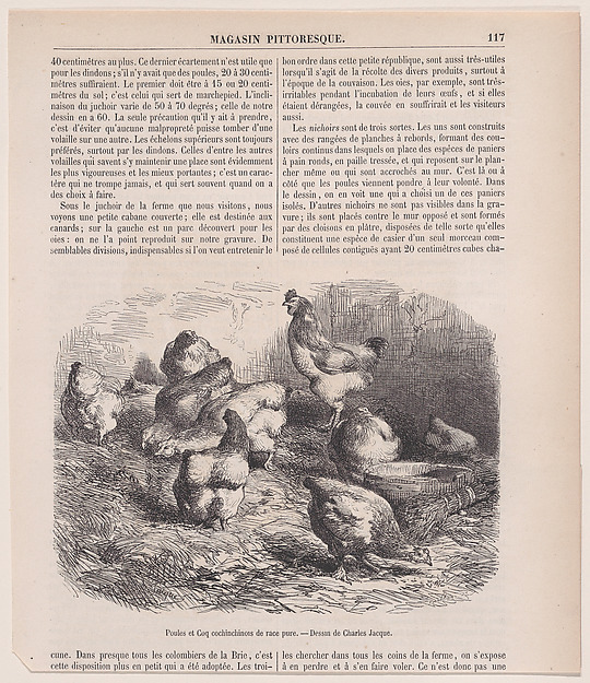 Charles Jacque, Poules et Coq cochinchinois de race pure, from "Le Magasin Pittoresque"