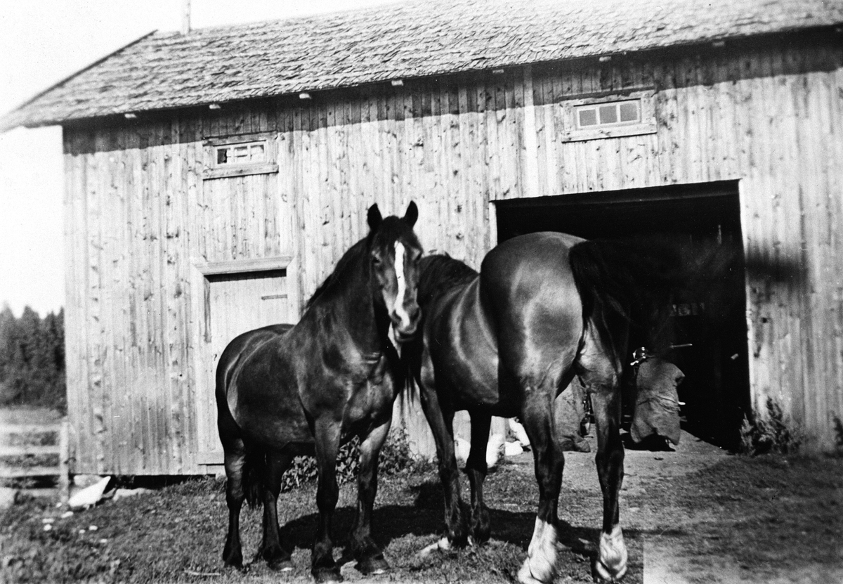 Anno Domkirkeodden, ÅS ØSTRE. TO HESTER