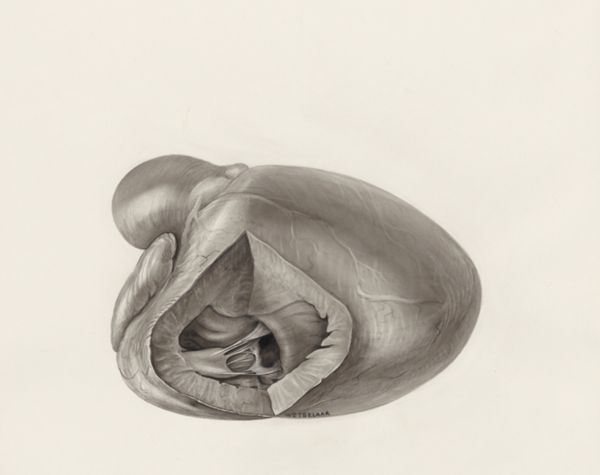 H.G Wetselaar, Cross section of a heart