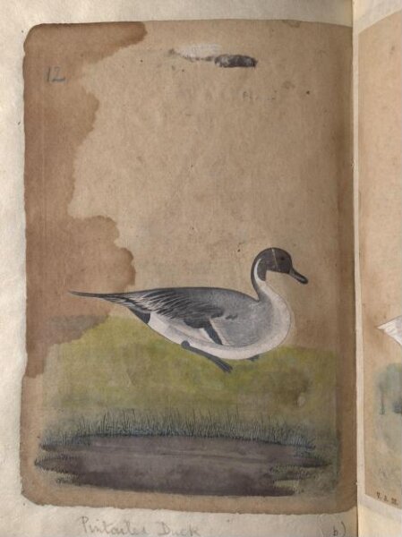 Unknown, Depictions of a Gadwall duck and Pintailed duck of Northern India