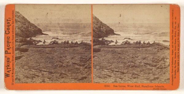 Carleton Watkins, Sea Lions, West End, Farallone [sic] Islands, Pacific Ocean.