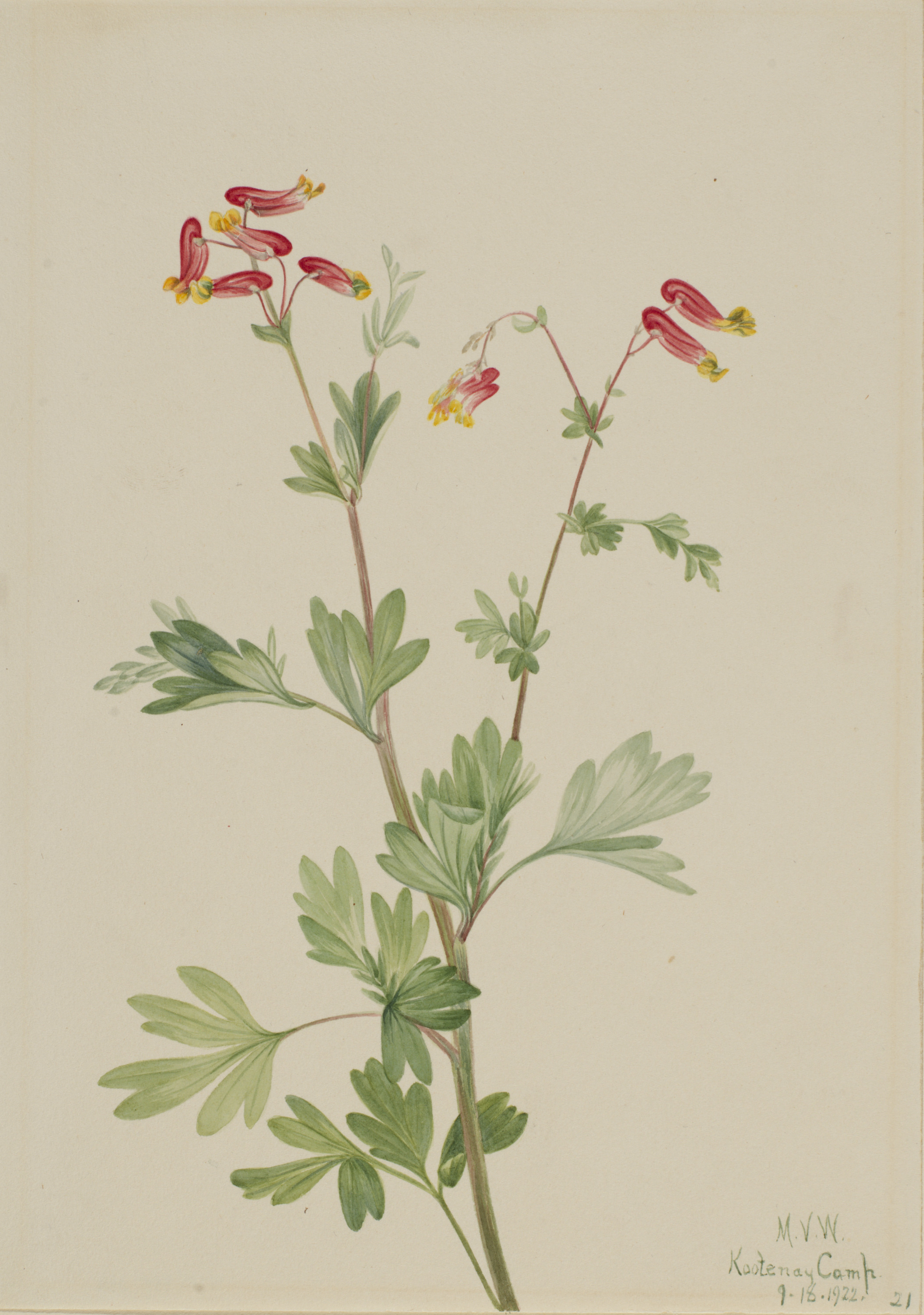 Mary Vaux Walcott, Pink Fumeroot (Capnoides sempervirens)