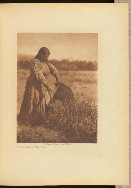Edward S. Curtis, Gathering Seeds - Coast Pomo