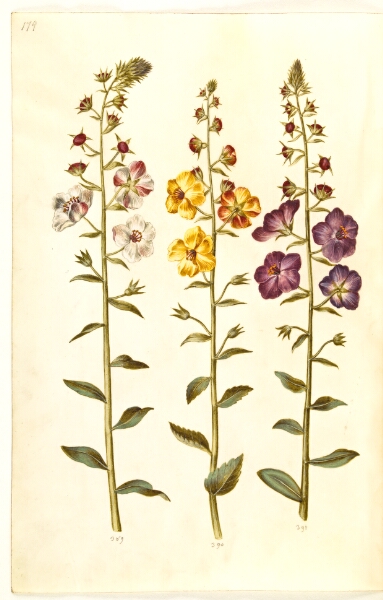 Hans Simon Holtzbecker, Verbascum blattaria (klase-kongelys); Verbascum phoeniceum (purpur-kongelys)