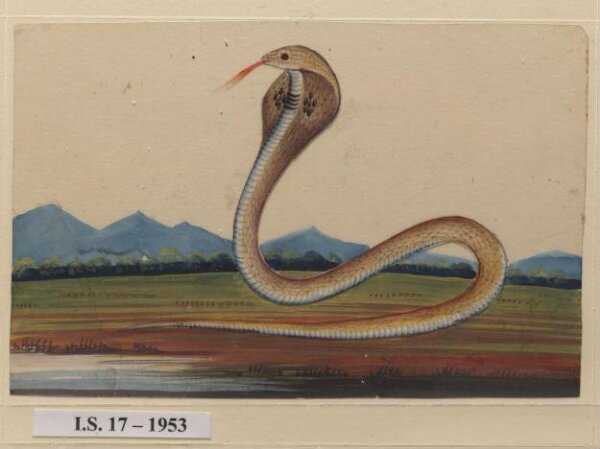 Unknown, One of six drawings of snakes, poised against a landscape with hills.