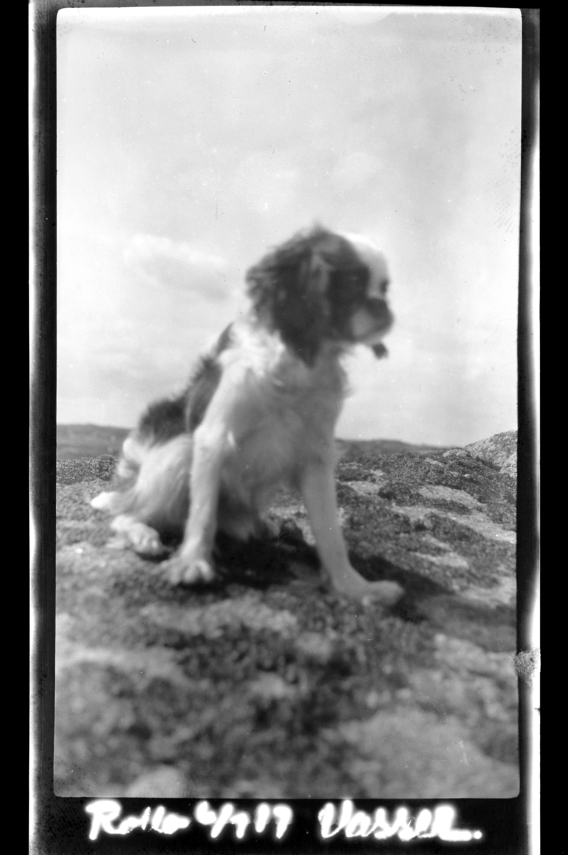 Rolf Sr. Sundt, Hunden Rollo sitter på en svaberg, Hvasser. Fotografert 1917.