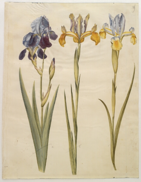Hans Simon Holtzbecker, Iris ×sambucina (hylde-iris); Iris latifolia (engelsk iris)