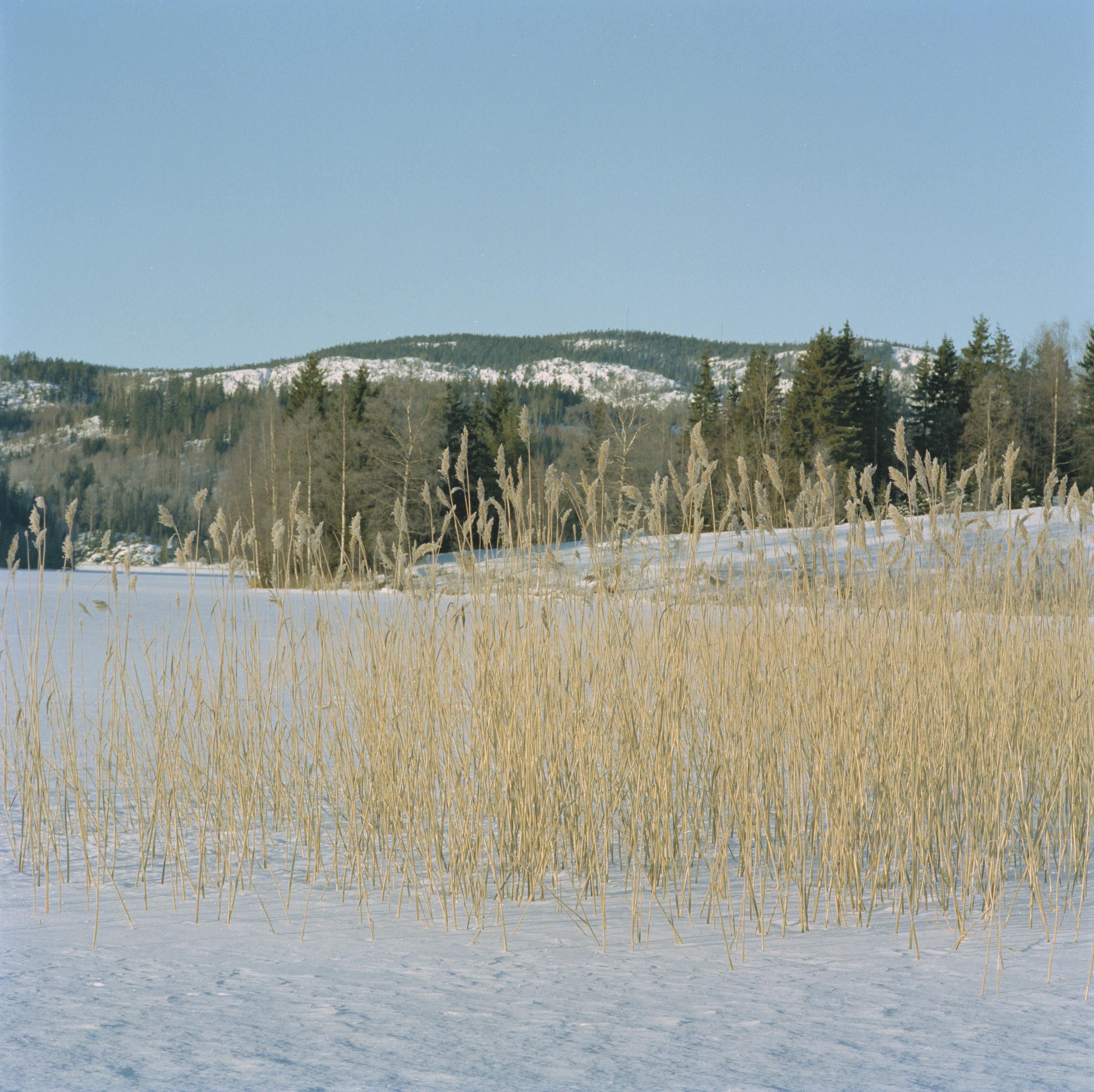 Bengt A Lundberg, Vedasjön