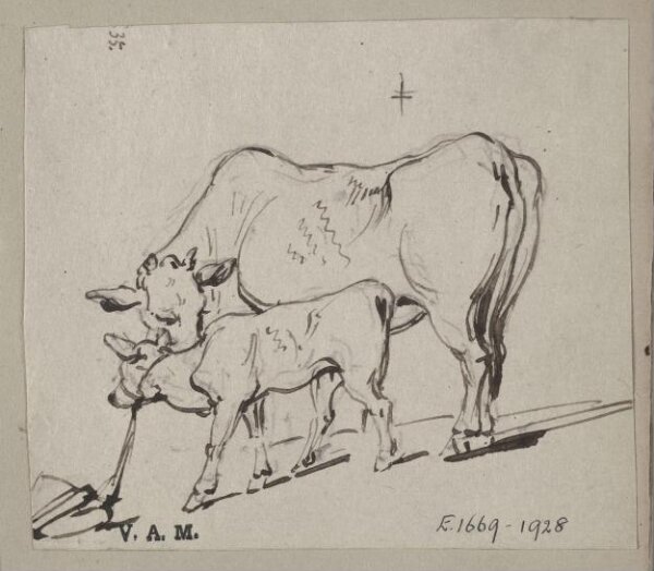 George Chinnery, A cow and a tethered calf