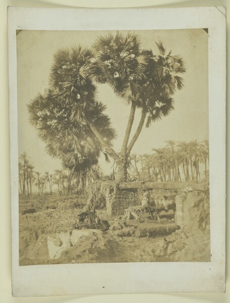 Unknown, [Palm tree growing from ruins]