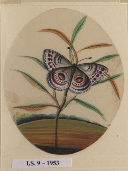 Unknown, One of six unidentified butterflies on leafy sprays.
