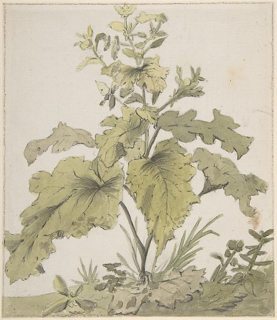 Christian Wilhelm Ernst Dietrich, Study of a Plant