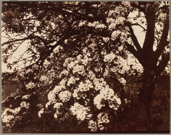 Eugène Atget, Poirier en fleurs