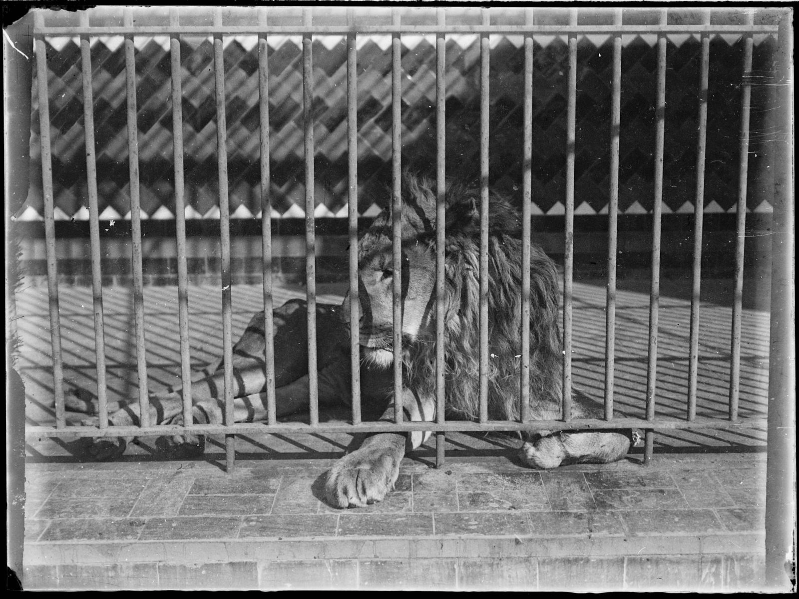 Desconegut, [Zoològic de Barcelona]