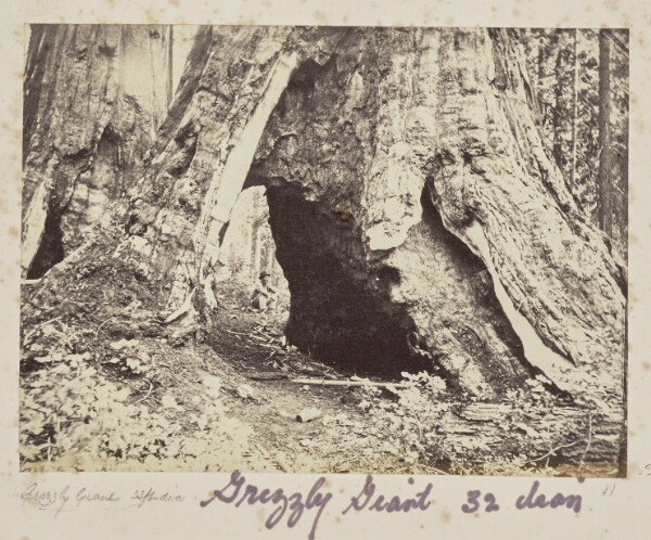 Carleton Watkins, In the Mariposa Grove, Mariposa County, CAL. (No. 1169)