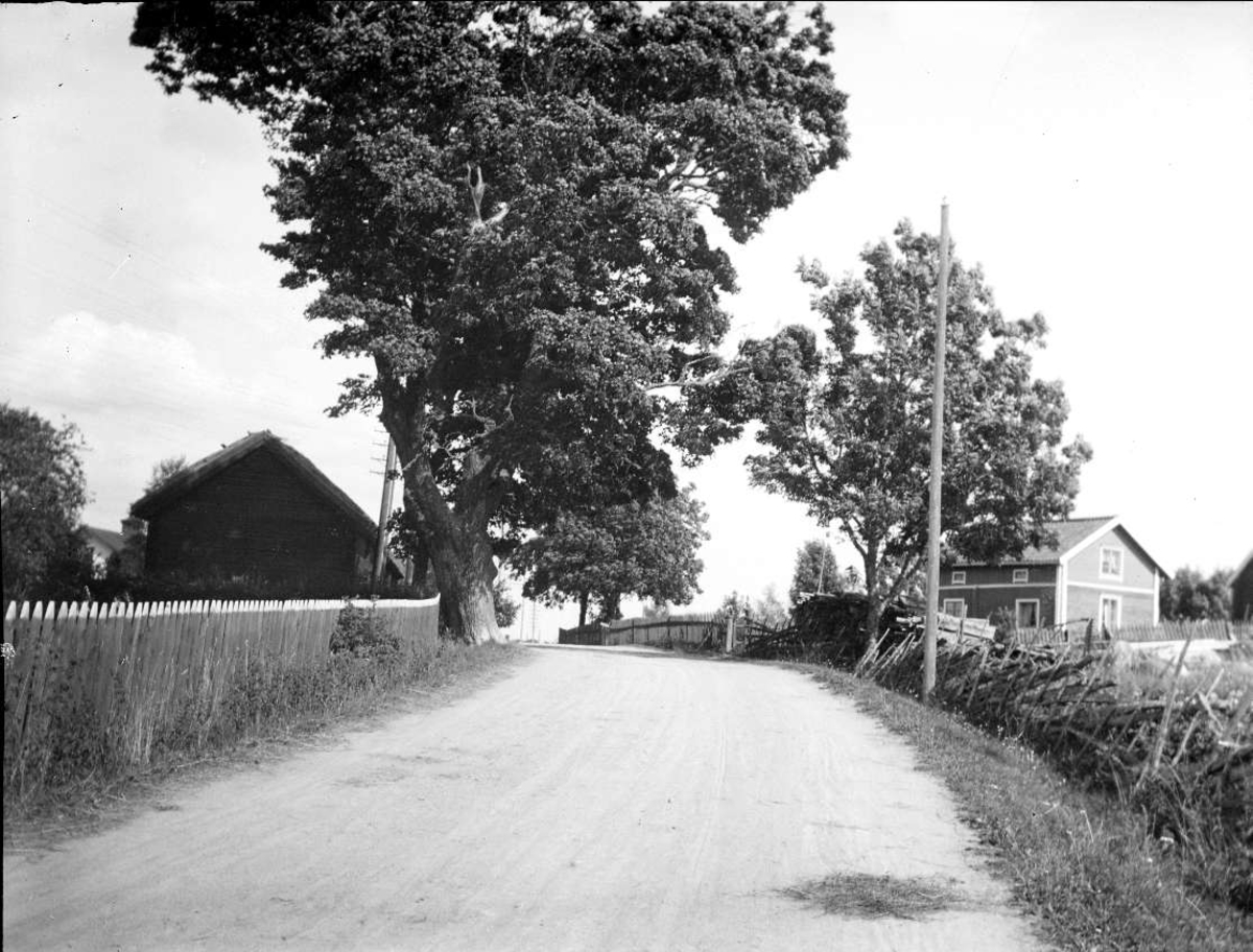 August Fredrik Schagerström, Stor lönn vid vägen i närheten av Östhammar, Uppland 1920