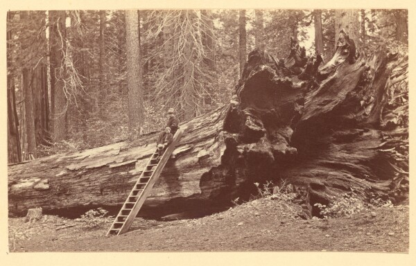 Carleton Watkins, [Father of the Forest Calaveras Grove]