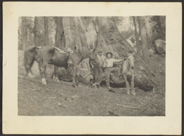 Louis Fleckenstein, [Men and Pack Horses in Forest Clearing]