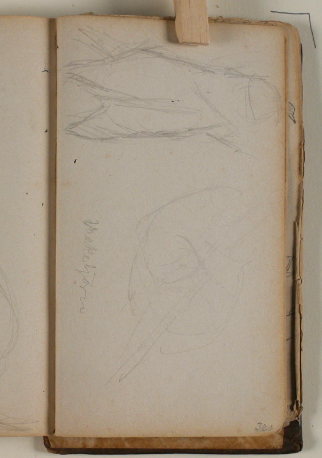 Niels Larsen Stevns, Studier af vaskebjørn