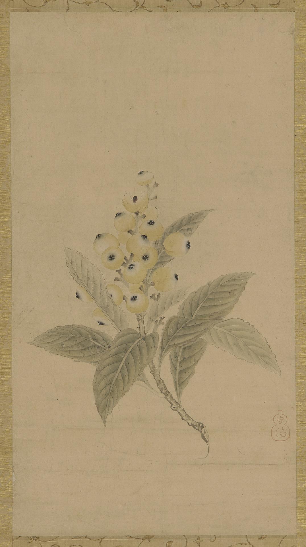 Kano Tan'yu, A branch of medlars