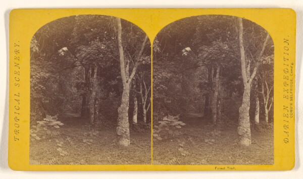 Timothy H. O'Sullivan, Forest Trail.