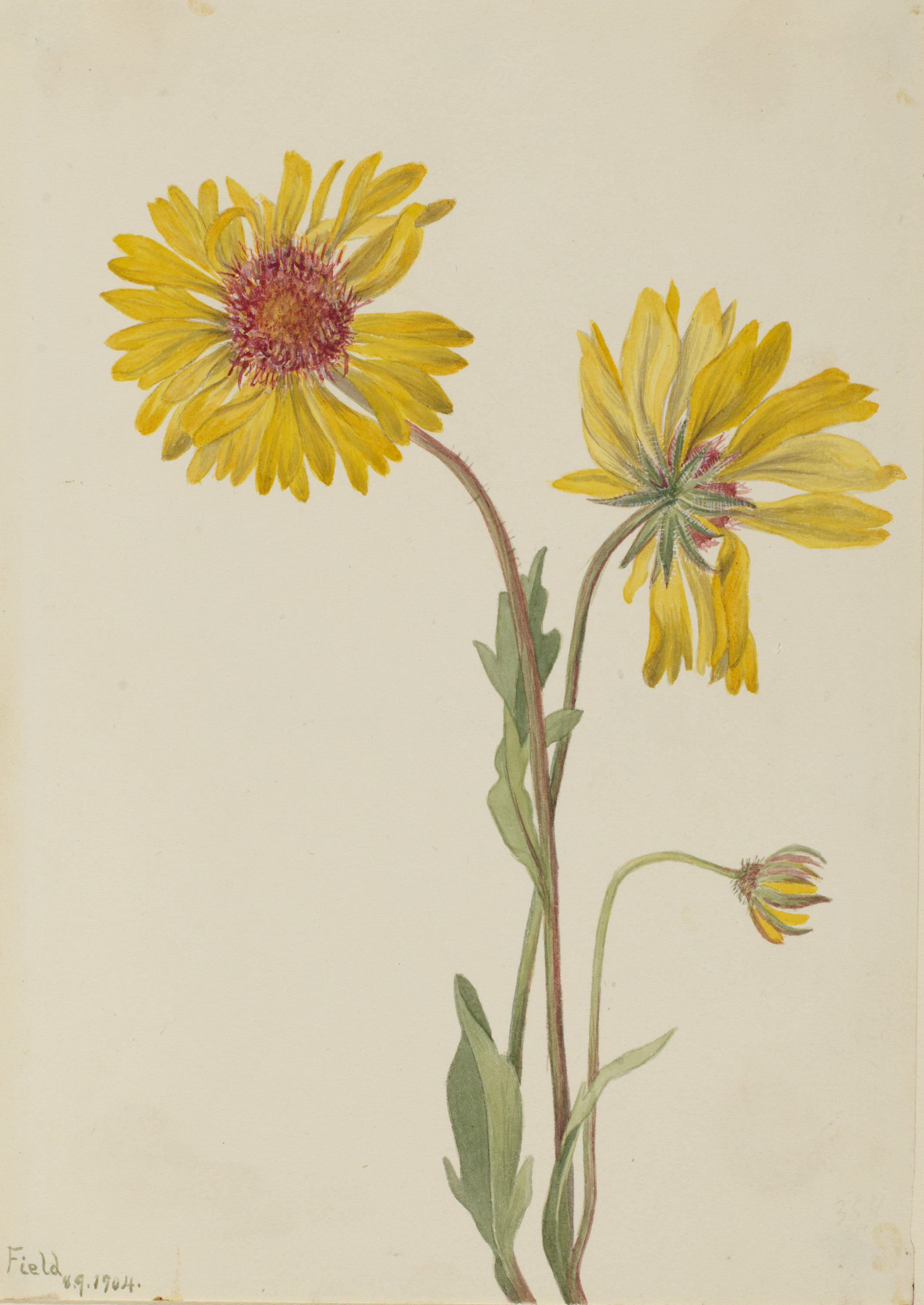 Mary Vaux Walcott, Perennial Gaillardia (Gaillardia aristata)