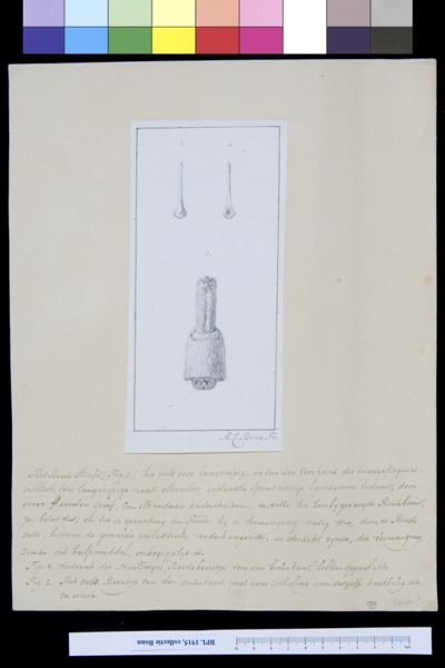 A Bonn, Animals: scrotum (of a beaver?)