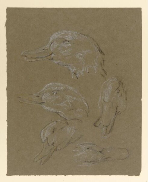 Potter, Beatrix, drawing