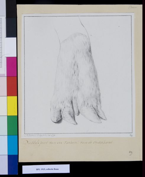 M Houtman, Animals: double leg of a pig