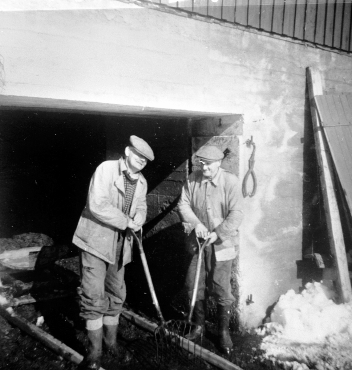 Anno Domkirkeodden, Kristian Solbergsengen og Simen Fjellheim lesser møkk med greip fra møkkjelleren på Fjellheim, Brøttum, Ringsaker.