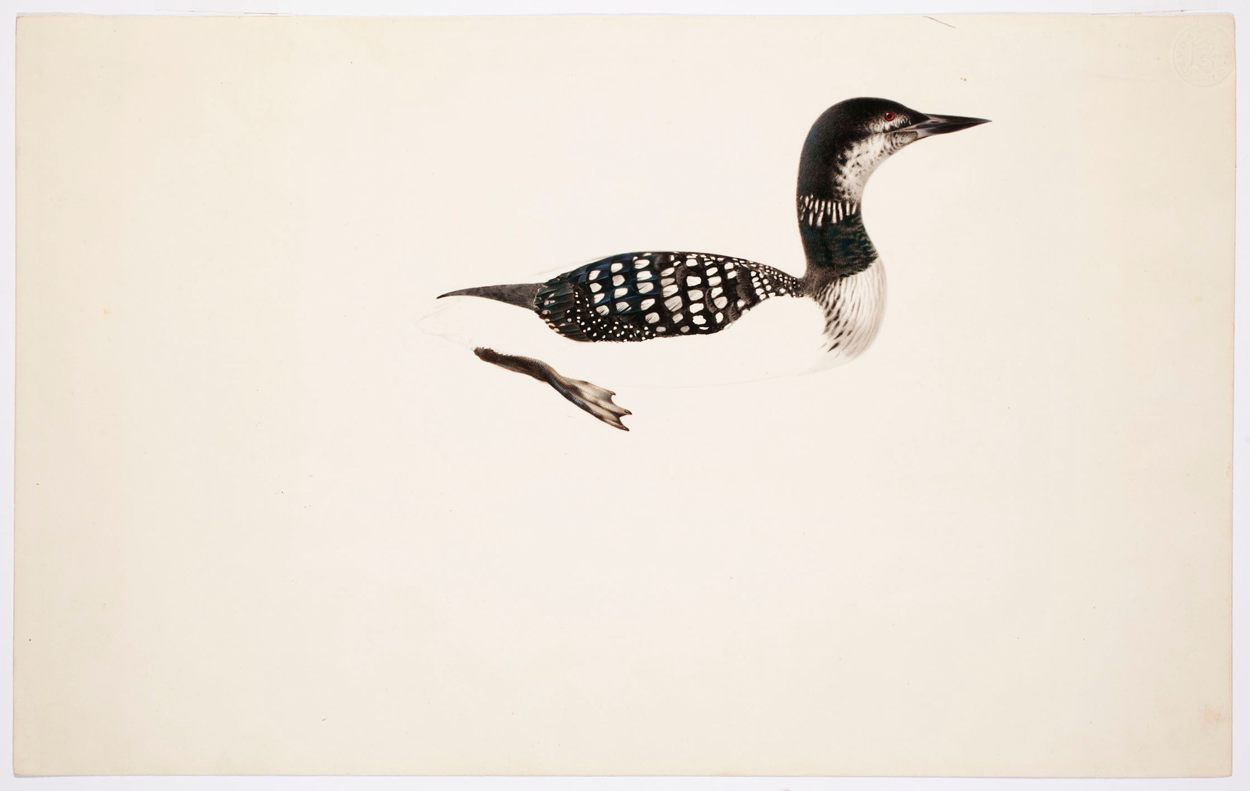 Magnus von Wright, Great Northern Loon ; unfinished