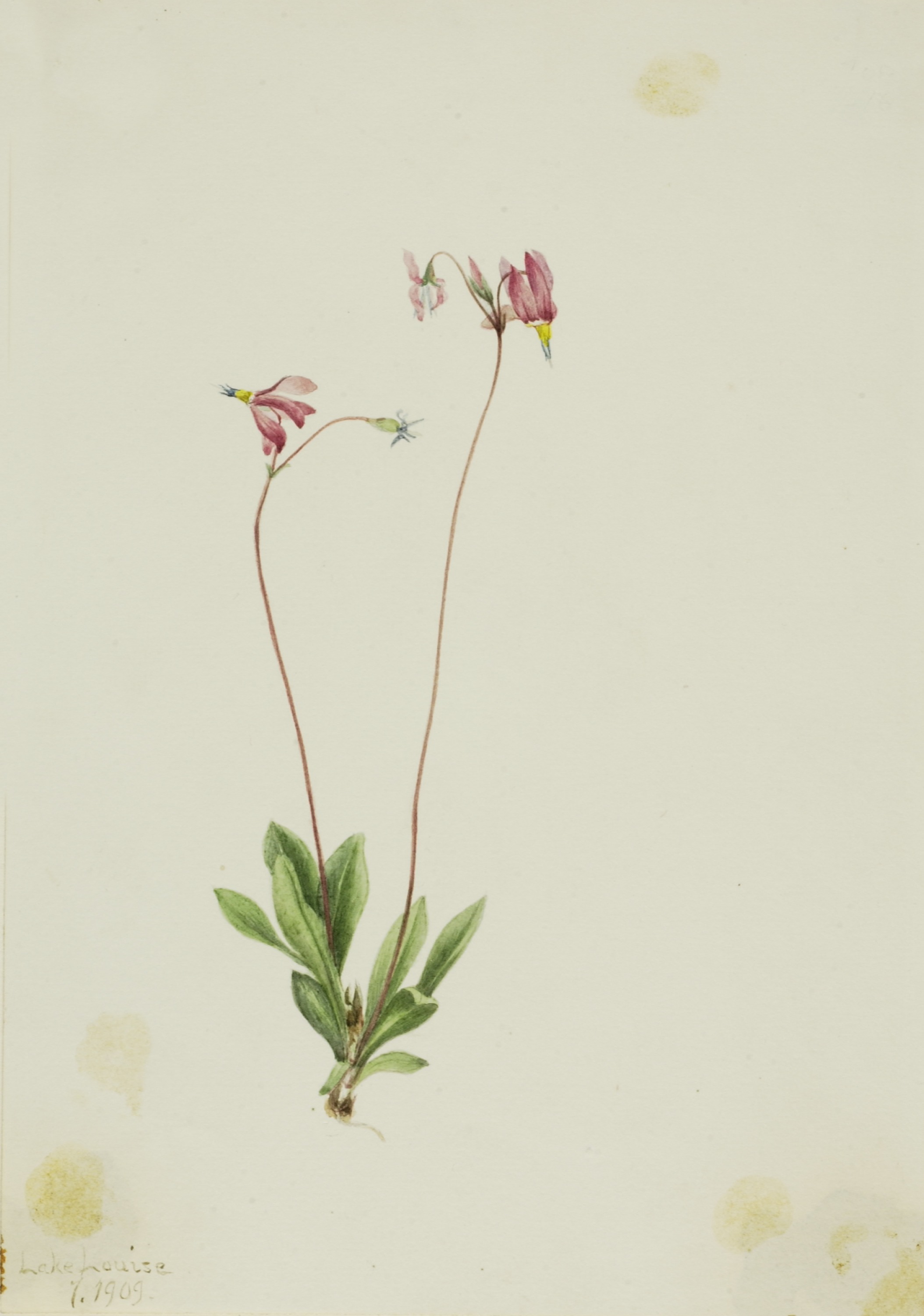 Mary Vaux Walcott, Slender Shootingstar (Dodecatheon pauciflorum)