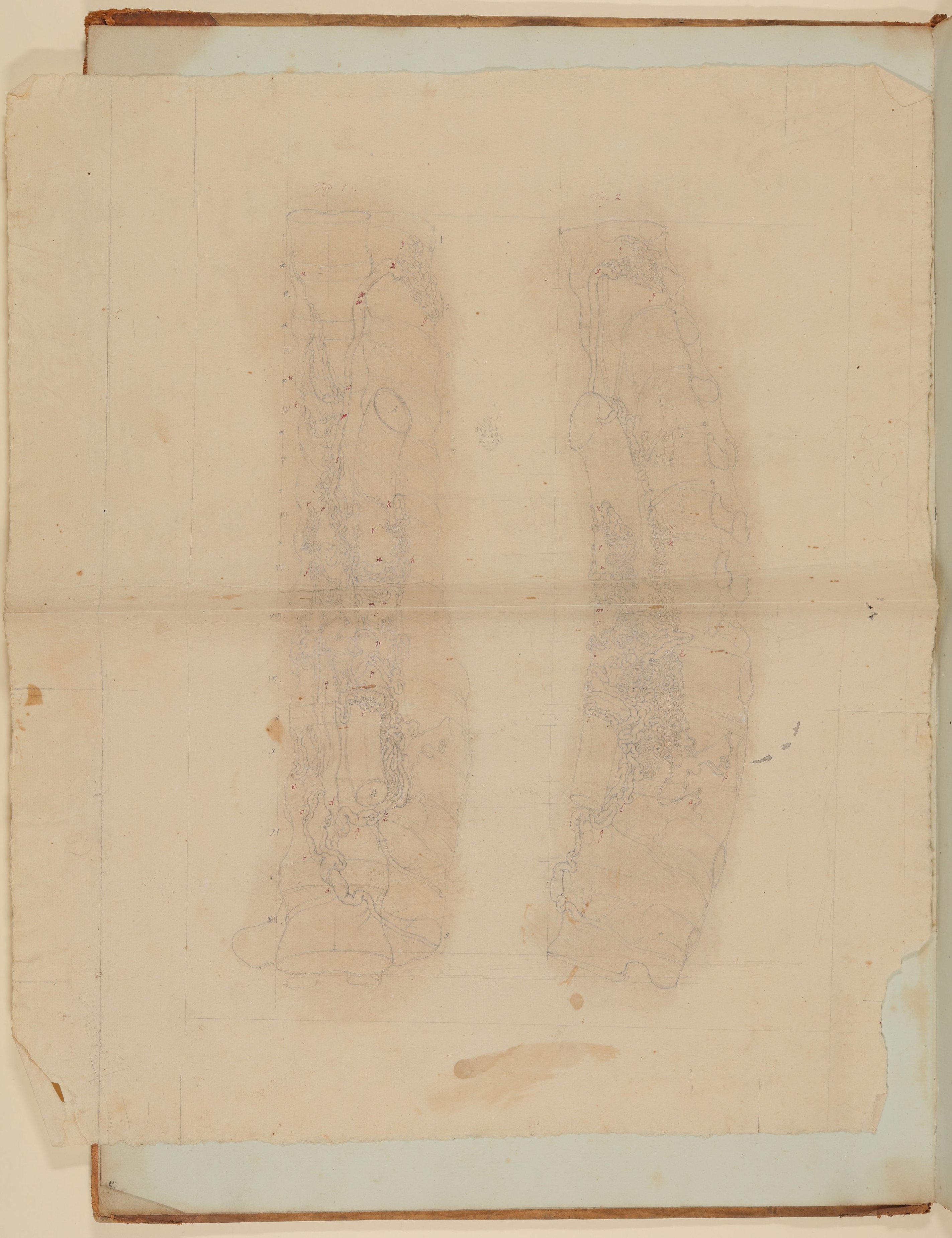Christian Koeck, Gefäße an der menschlichen Wirbelsäule [wohl Griffelzeichnung in Zusammenhang mit einer nicht verwendeten Illustration von Samuel Thomas Soemmerrings "Gefäßlehre", Bd. 4 seines Werkes "Vom Baue des menschlichen Körpers, Frankfurt am Main, 1792.]